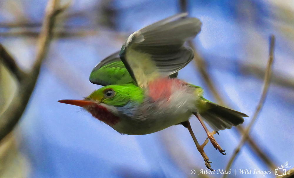 MINI AVE CON LOS COLORES DEL CARIBE