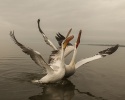 pelicano 2